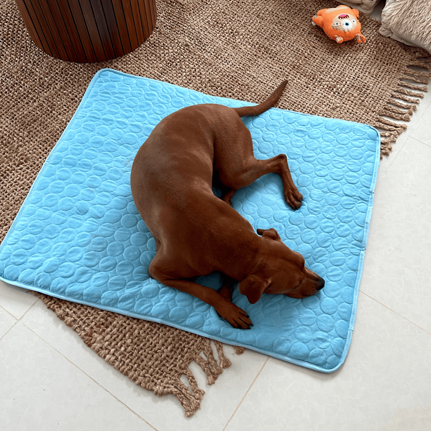 ComfyCooler™ – Houd je hond koel, comfortabel en veilig