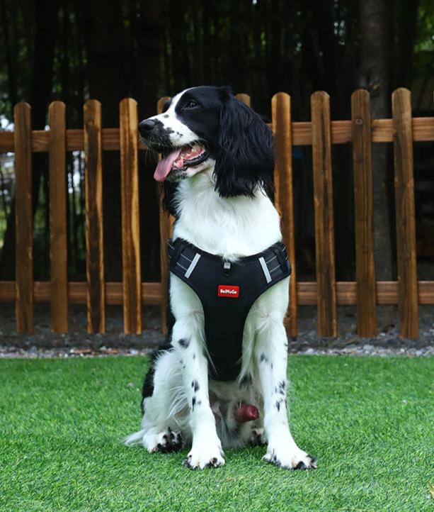 GripBuddy – Comfort voor je hond, controle voor jou
