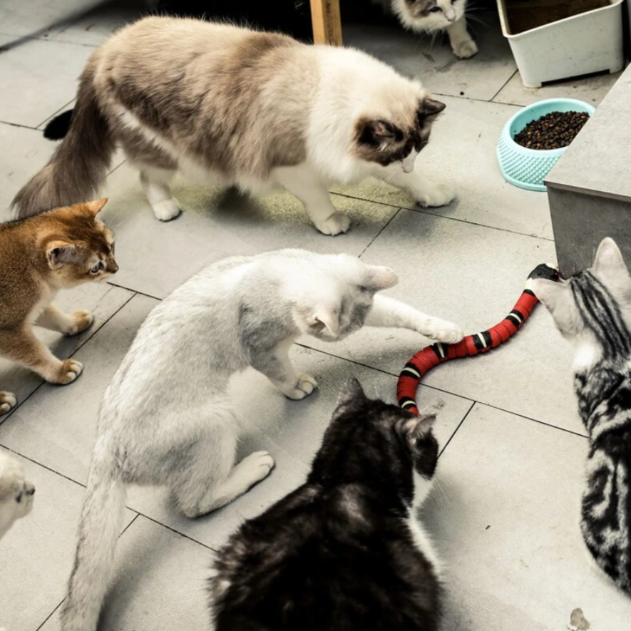 SwiftSnake™ - Intelligente sensorslang [Laatste dag korting]