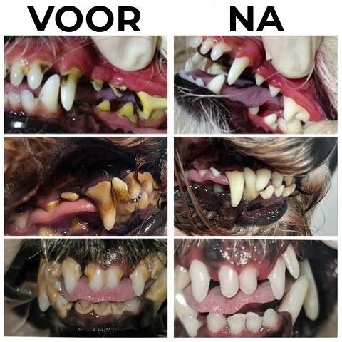 TandZorg - Voor een stralende glimlach en frisse adem!