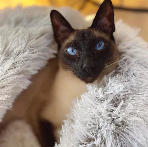 50% KORTING | PurrRest™ - Comfortabel Bed voor Huisdieren [Laatste Dag Korting]